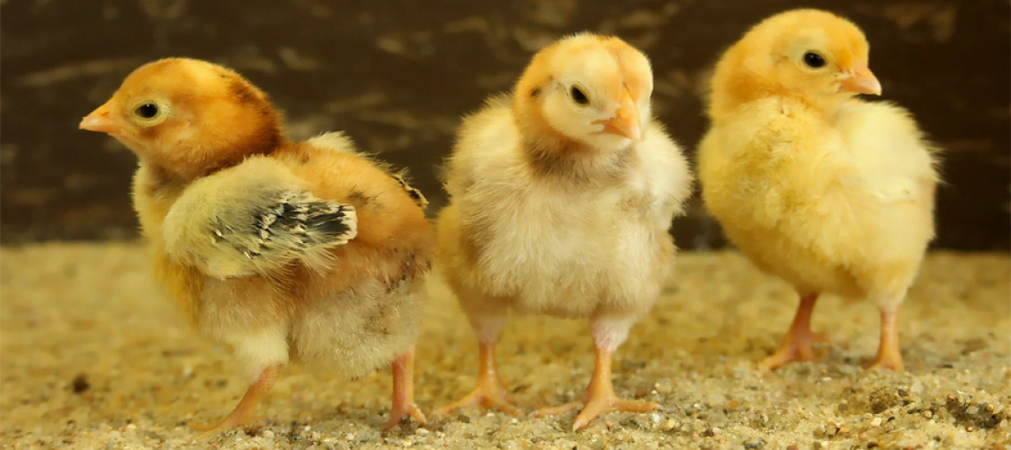 Farmers object to the proposal to ban the import of one-day-old chicks